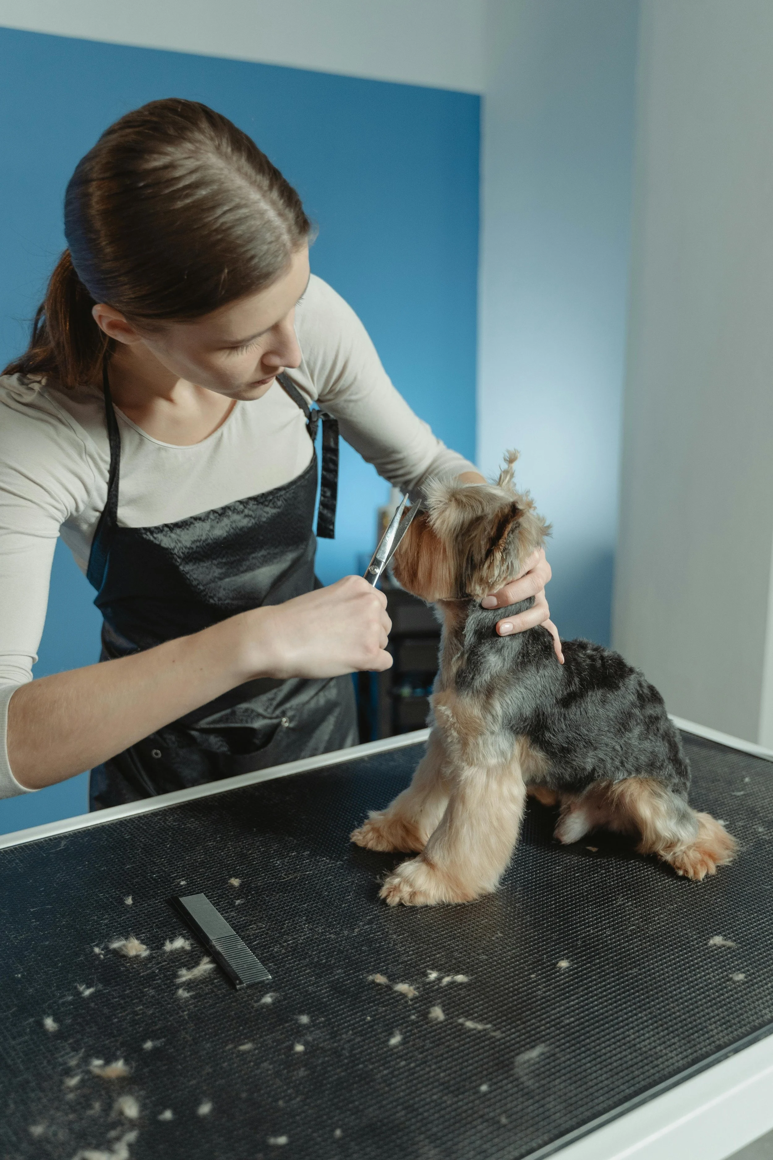 Lake Norman Pet Grooming salon interior