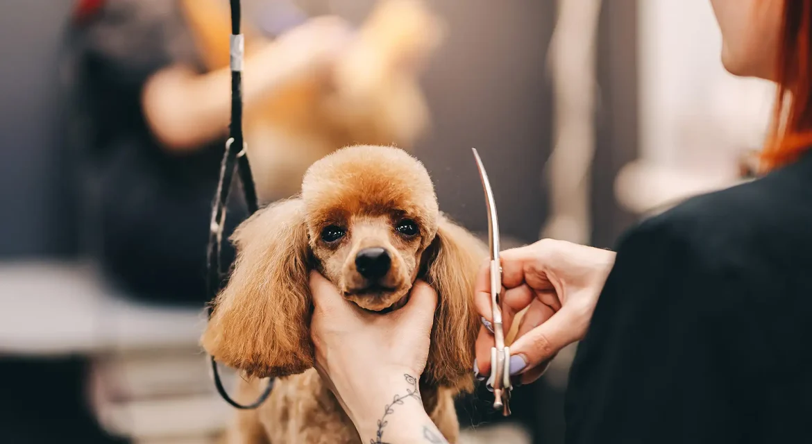 Dog grooming frequency