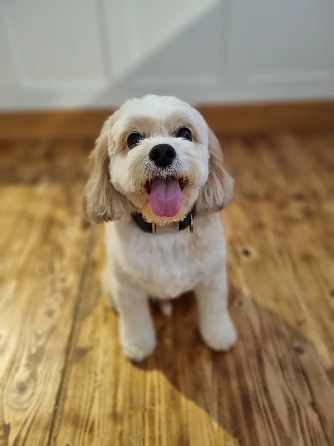 Different dog breeds with different coat types