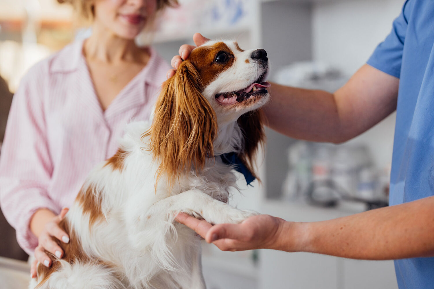 Preparing pet for grooming