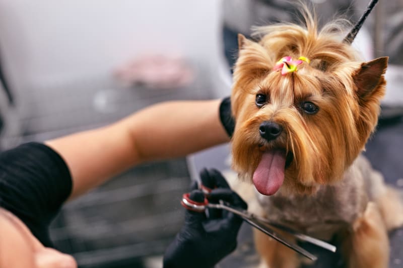 Puppy getting first professional grooming