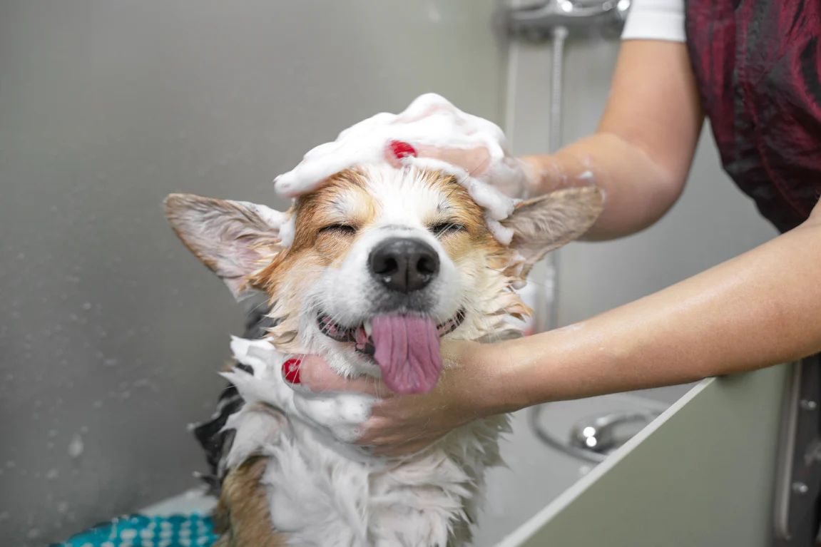 Dog receiving bath and brush service