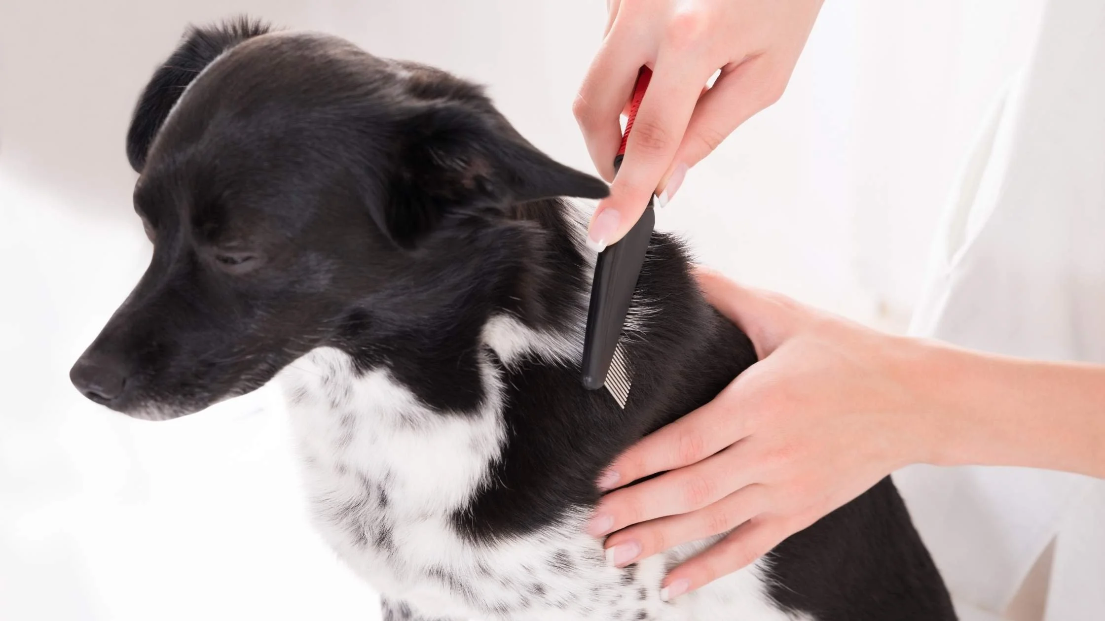 Deshedding treatment for Golden Retriever