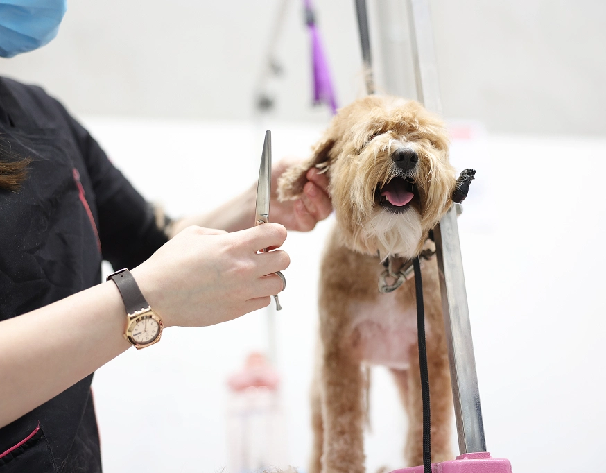 Breed-specific poodle grooming